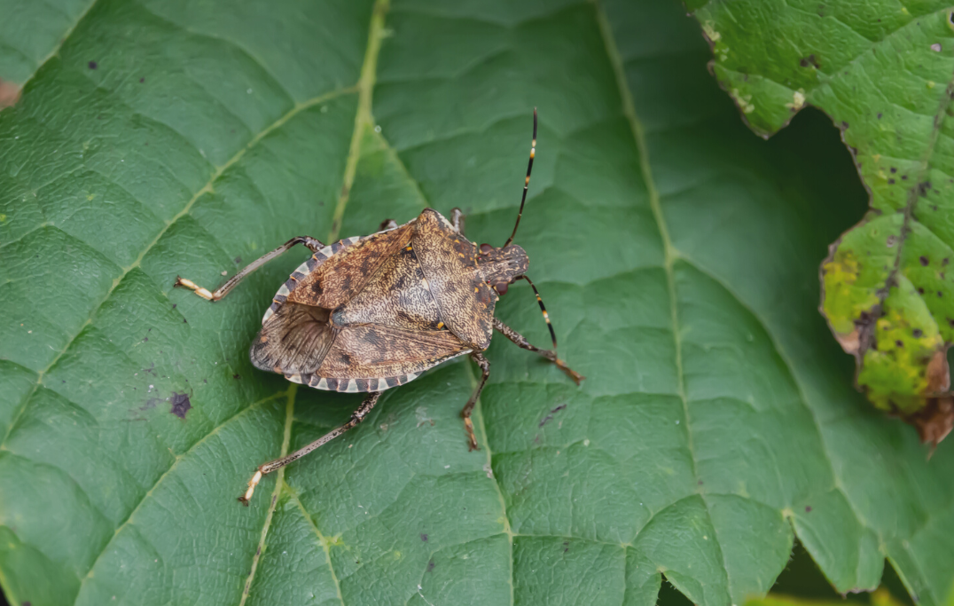 2022/23 Seasonal measures for Brown marmorated stink bug (BMSB)