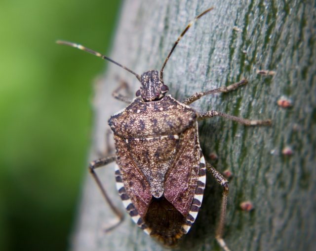 2019-2020 Seasonal measures for Brown Marmorated stink bug (BMSB)